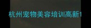 杭州宠物美容培训高新