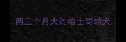 两三个月大的哈士奇幼犬