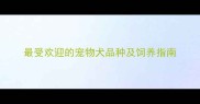 最受欢迎的宠物犬品种及饲养指南