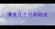 博美几个月称幼犬