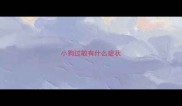 小狗过敏有什么症状