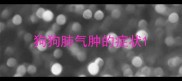 狗狗肺气肿的症状