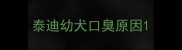 泰迪幼犬口臭原因