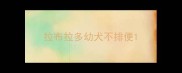 拉布拉多幼犬不排便