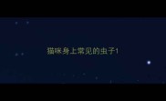 猫咪身上常见的虫子