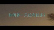 如何养一只拉布拉多