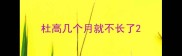 杜高几个月就不长了