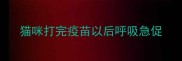 猫咪打完疫苗以后呼吸急促