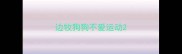 边牧狗狗不爱运动