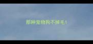 那种宠物狗不掉毛