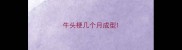 牛头梗几个月成型
