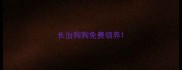 长治狗狗免费领养