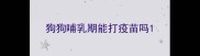 狗狗哺乳期能打疫苗吗