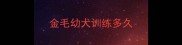金毛幼犬训练多久
