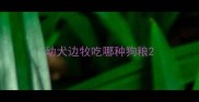 幼犬边牧吃哪种狗粮