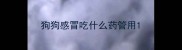狗狗感冒吃什么药管用