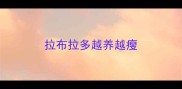 拉布拉多越养越瘦