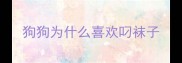 狗狗为什么喜欢叼袜子