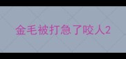 金毛被打急了咬人