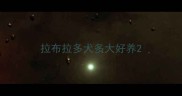 拉布拉多犬多大好养