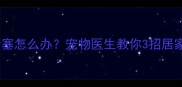狗狗肛门腺堵塞怎么办宠物医生教你3招居家护理指南