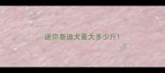 迷你泰迪犬最大多少斤