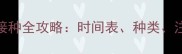 宠物猫必看疫苗接种全攻略时间表种类注意事项及常见问题