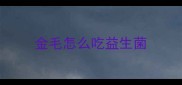 金毛怎么吃益生菌