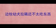 边牧幼犬拉稀还不太吃东西