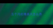 五个月的博美犬怎么养