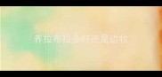 养拉布拉多好还是边牧