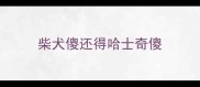 柴犬傻还得哈士奇傻