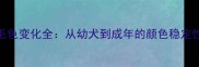 边境牧羊犬毛色变化全从幼犬到成年的颜色稳定性与养护指南