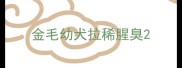 金毛幼犬拉稀腥臭