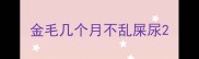 金毛几个月不乱屎尿