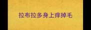 拉布拉多身上痒掉毛