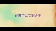 在哪可以买到金毛