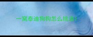 一窝泰迪狗狗怎么挑选