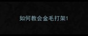 如何教会金毛打架