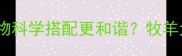 边牧蓝白与哪些宠物科学搭配更和谐牧羊犬饲养者必看指南