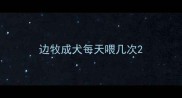 边牧成犬每天喂几次
