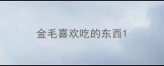 金毛喜欢吃的东西