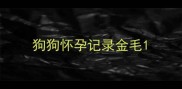 狗狗怀孕记录金毛