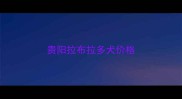 贵阳拉布拉多犬价格