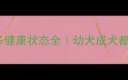 拉布拉多健康状态全幼犬成犬都看这篇