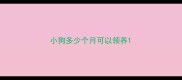 小狗多少个月可以领养