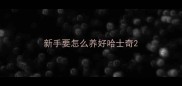 新手要怎么养好哈士奇