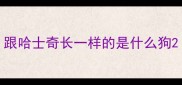 跟哈士奇长一样的是什么狗