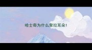 哈士奇为什么耷拉耳朵