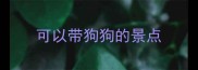 可以带狗狗的景点